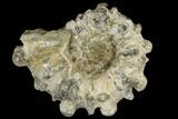 Bumpy Ammonite (Douvilleiceras) Fossil - Madagascar #115611-1
